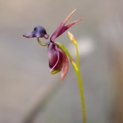 Caleana major (Large Duck Orchid) at Krawarree, NSW - 23 Oct 2020 by trevsci