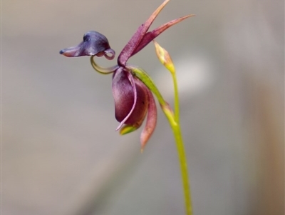 Caleana major (Large Duck Orchid) at QPRC LGA - 23 Oct 2020 by trevsci