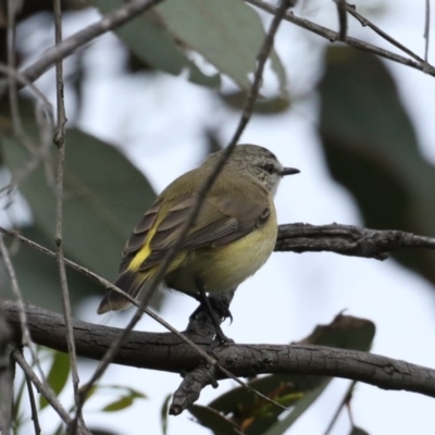 Acanthiza chrysorrhoa (Yellow-rumped Thornbill) at Majura, ACT - 21 Oct 2020 by jbromilow50