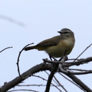 Acanthiza chrysorrhoa at Majura, ACT - 21 Oct 2020