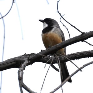 Pachycephala rufiventris at Majura, ACT - 21 Oct 2020