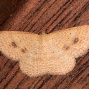 Epicyme rubropunctaria at Melba, ACT - 21 Oct 2020