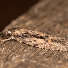 Agriophara leptosemela at Melba, ACT - 21 Oct 2020