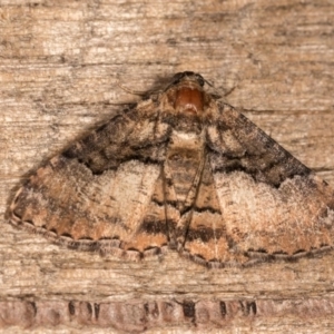 Aporoctena undescribed species at Melba, ACT - 21 Oct 2020