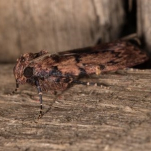 Mimaglossa nauplialis and habitalis at Melba, ACT - 21 Oct 2020