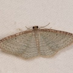 Poecilasthena pulchraria (Australian Cranberry Moth) at Melba, ACT - 21 Oct 2020 by kasiaaus