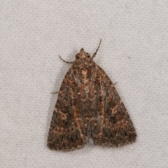 Hypoperigea tonsa (A noctuid moth) at Melba, ACT - 21 Oct 2020 by kasiaaus