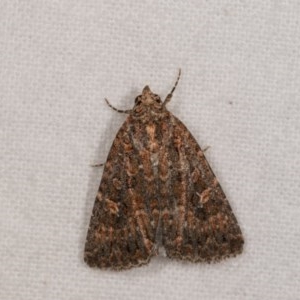 Hypoperigea tonsa at Melba, ACT - 21 Oct 2020