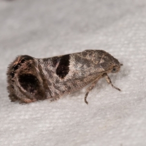 Eupselia beatella at Melba, ACT - 21 Oct 2020