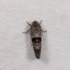 Eupselia beatella at Melba, ACT - 21 Oct 2020