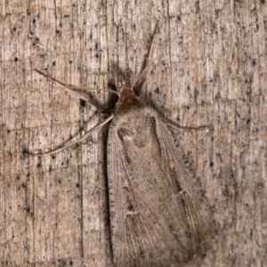 Lygephila fallax at Melba, ACT - 21 Oct 2020 11:08 PM