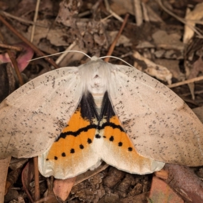 Gastrophora henricaria (Fallen-bark Looper, Beautiful Leaf Moth) at Melba, ACT - 22 Oct 2020 by kasiaaus