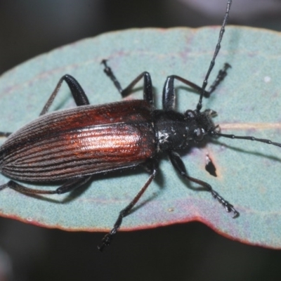 Homotrysis cisteloides (Darkling beetle) at O'Connor, ACT - 21 Oct 2020 by Harrisi