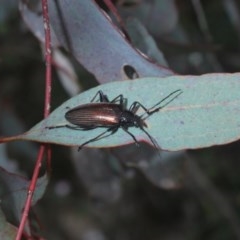 Homotrysis cisteloides at O'Connor, ACT - 21 Oct 2020