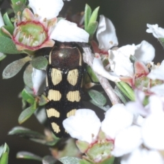 Castiarina decemmaculata at Holt, ACT - 23 Oct 2020 06:21 PM