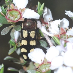 Castiarina decemmaculata at Holt, ACT - 23 Oct 2020 06:21 PM