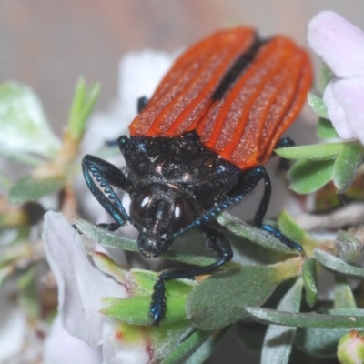 Castiarina nasuta (A jewel beetle) at Holt, ACT - 23 Oct 2020 by Harrisi