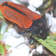Castiarina erythroptera (Lycid Mimic Jewel Beetle) at Holt, ACT - 23 Oct 2020 by Harrisi