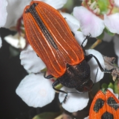 Castiarina erythroptera at Holt, ACT - 23 Oct 2020 06:12 PM