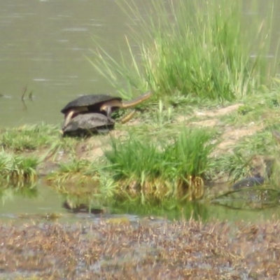 Chelodina longicollis (Eastern Long-necked Turtle) at Wallaroo, NSW - 23 Oct 2020 by Christine