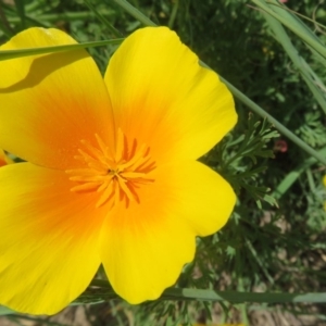 Eschscholzia californica at Coree, ACT - 23 Oct 2020