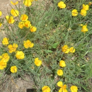 Eschscholzia californica at Coree, ACT - 23 Oct 2020