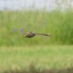 Anax papuensis (Australian Emperor) at Dunlop, ACT - 23 Oct 2020 by Christine