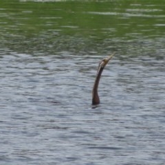 Anhinga novaehollandiae (Australasian Darter) at Dunlop, ACT - 23 Oct 2020 by Christine