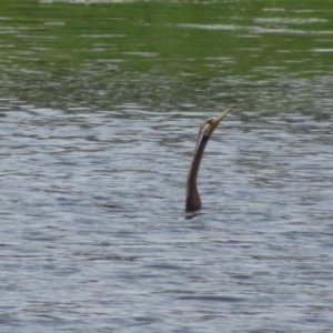 Anhinga novaehollandiae at Dunlop, ACT - 23 Oct 2020