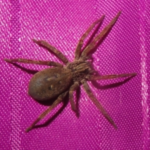 Mituliodon tarantulinus at Flynn, ACT - 24 Oct 2020