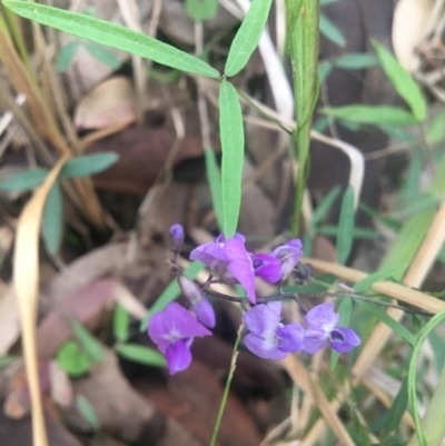 Glycine clandestina (Twining Glycine) at Mystery Bay, NSW - 23 Oct 2020 by LocalFlowers