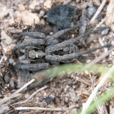 Tasmanicosa sp. (genus) (Tasmanicosa wolf spider) at Mount Clear, ACT - 21 Oct 2020 by SWishart