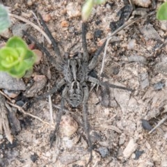 Tasmanicosa sp. (genus) at Mount Clear, ACT - 21 Oct 2020