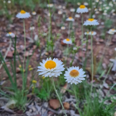 Leucochrysum albicans subsp. tricolor (Hoary Sunray) at Mount Jerrabomberra - 22 Oct 2020 by roachie