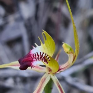 Caladenia atrovespa at Karabar, NSW - suppressed