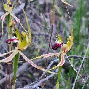 Caladenia atrovespa at Karabar, NSW - suppressed