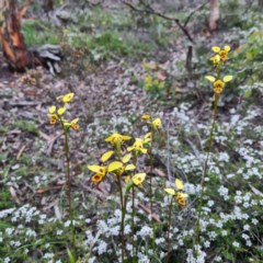 Diuris sulphurea (Tiger Orchid) at Mount Jerrabomberra - 22 Oct 2020 by roachie