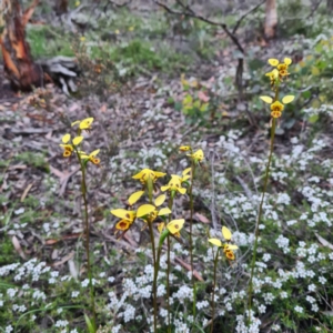 Diuris sulphurea at Karabar, NSW - 22 Oct 2020