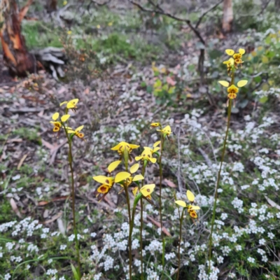 Diuris sulphurea (Tiger Orchid) at Karabar, NSW - 22 Oct 2020 by roachie