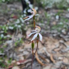 Caladenia moschata (Musky Caps) at Karabar, NSW - 22 Oct 2020 by roachie
