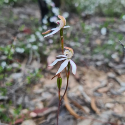 Caladenia moschata (Musky Caps) at Karabar, NSW - 22 Oct 2020 by roachie