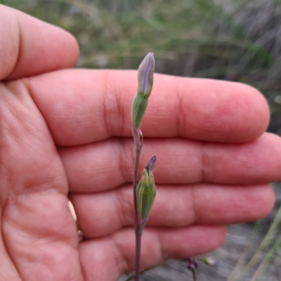 Thelymitra sp. (A Sun Orchid) at Mount Jerrabomberra QP - 22 Oct 2020 by roachie