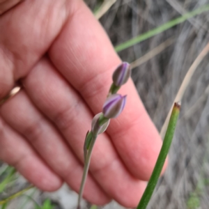 Thelymitra sp. at Karabar, NSW - 22 Oct 2020