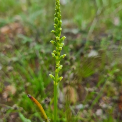 Microtis sp. (Onion Orchid) at Mount Jerrabomberra QP - 22 Oct 2020 by roachie