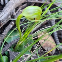 Pterostylis nutans (Nodding Greenhood) at Jerrabomberra, NSW - 7 Oct 2020 by roachie