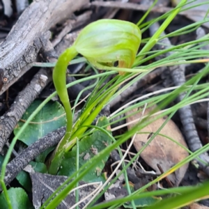 Pterostylis nutans at Jerrabomberra, NSW - 7 Oct 2020