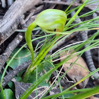 Pterostylis nutans (Nodding Greenhood) at Mount Jerrabomberra QP - 7 Oct 2020 by roachie