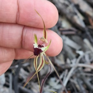 Caladenia atrovespa at Jerrabomberra, NSW - suppressed