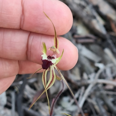 Caladenia atrovespa (Green-comb Spider Orchid) at Mount Jerrabomberra - 7 Oct 2020 by roachie