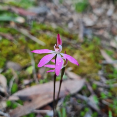 Caladenia fuscata (Dusky Fingers) at Mount Jerrabomberra - 7 Oct 2020 by roachie